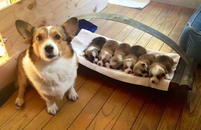 Proud-Dog-Mommies-16