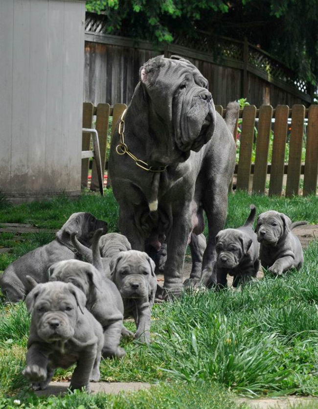 Proud-Dog-Mommies-21