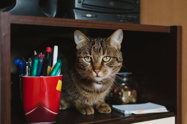 Cat in the office