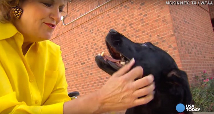 Mabel-dog-saves-human-screenshot-WFAA