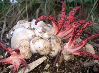 3) ปลาหมึก Stinkhorn โอ้มนุษย์ ขั้นต้น!