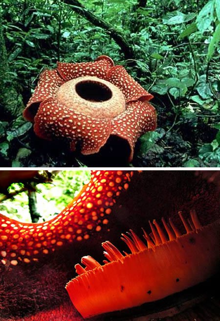 9) Rafflesia arnoldii AKA ดอกไม้ใหญ่ที่สุดในโลก