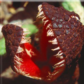 10) Hydnora แอฟริกา ดังนั้นนอกลู่นอกทาง