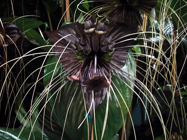 13) ดอกค้างคาวดำ Nope เพียง Nope