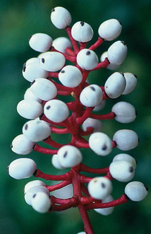 14) ตาตุ๊กตา ไม่เป็นไรตอนนี้ที่เป็นเพียงน่ากลัวทีเดียว