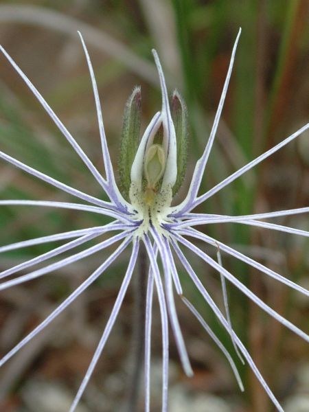 17) เดอร์กล้วยไม้ ตอนนี้พวกเขากำลังนำไปเดอร์ลงในนี้ ?!