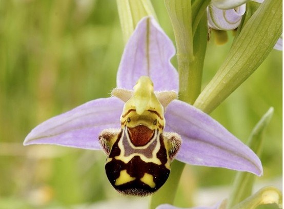 20) หัวเราะกล้วยไม้ใบหน้า ต๊ายสบายดีแล้วคนนี้ดูน่ารักจริง