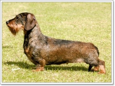 Dogilike.com :: เผยโฉม! น้องหมา 5 สายพันธุ์ ที่มีทั้งขนสั้นและขนยาว 