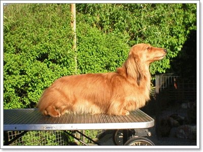 Dogilike.com :: เผยโฉม! น้องหมา 5 สายพันธุ์ ที่มีทั้งขนสั้นและขนยาว 
