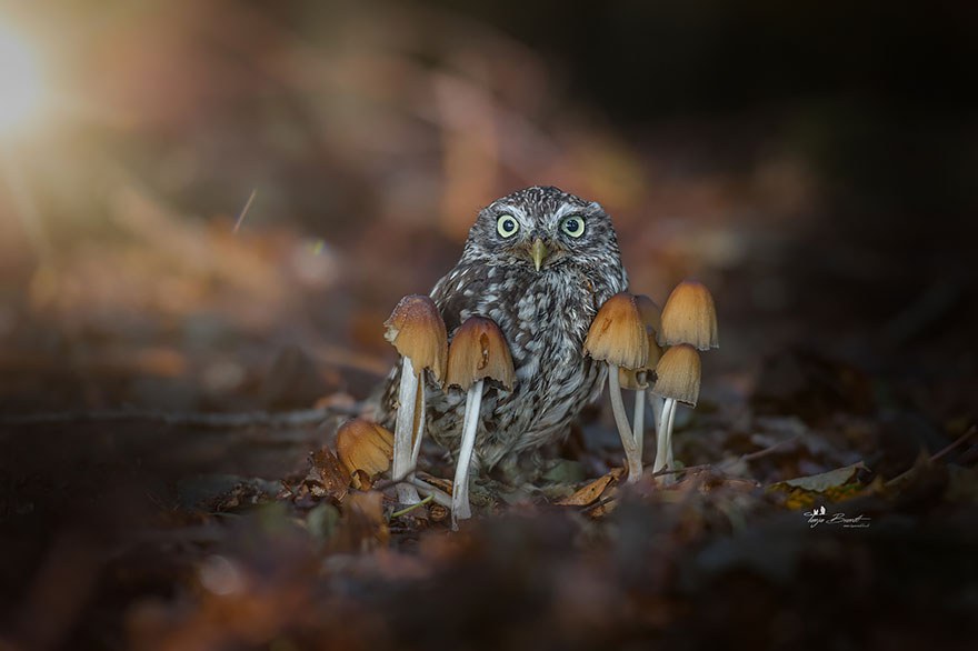 owl-and-mushrooms-tanja-brandt-2__880