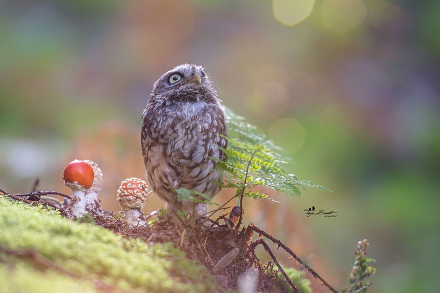 owl-and-mushrooms-tanja-brandt-3__880