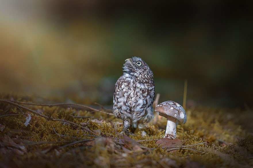 owl-and-mushrooms-tanja-brandt-4__880