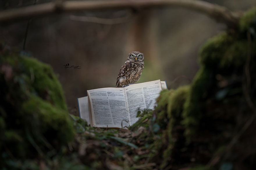 owl-and-mushrooms-tanja-brandt-91