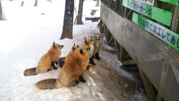fox-village-13