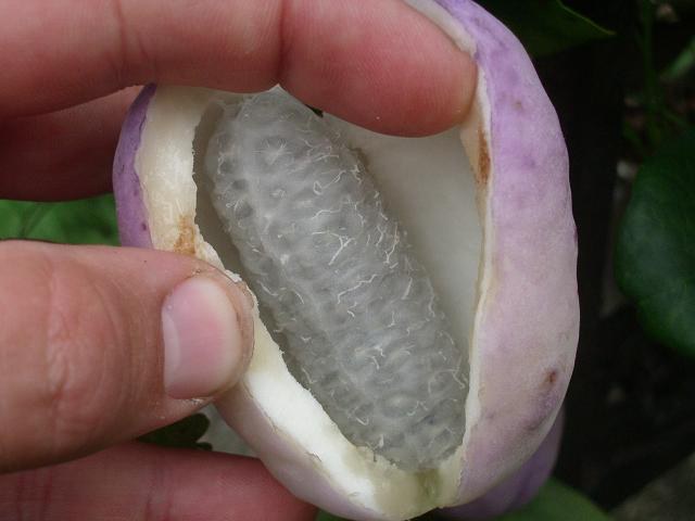 File:AkebiaTrifoliata fruit.JPG