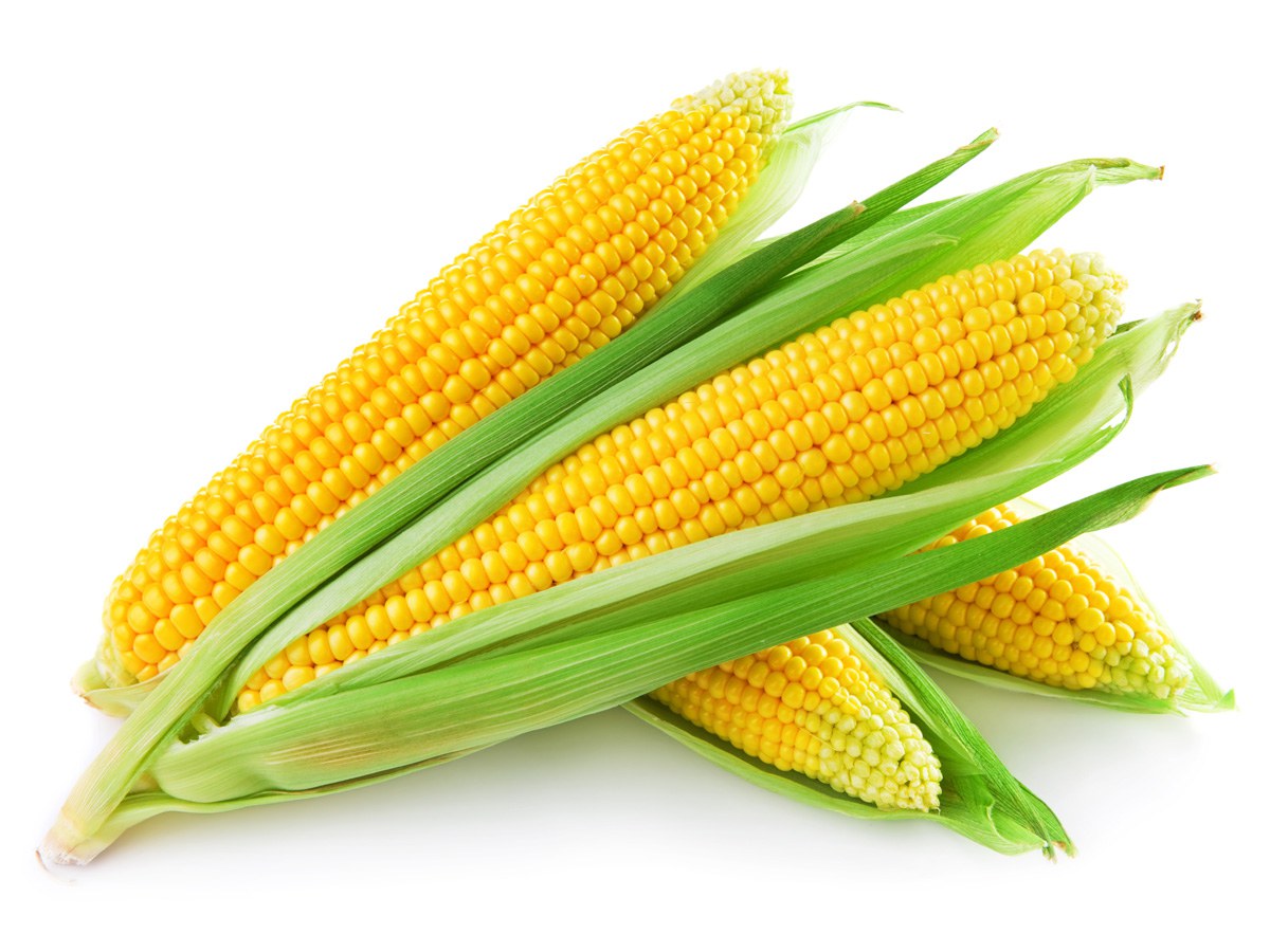 An ear of corn isolated on a white background