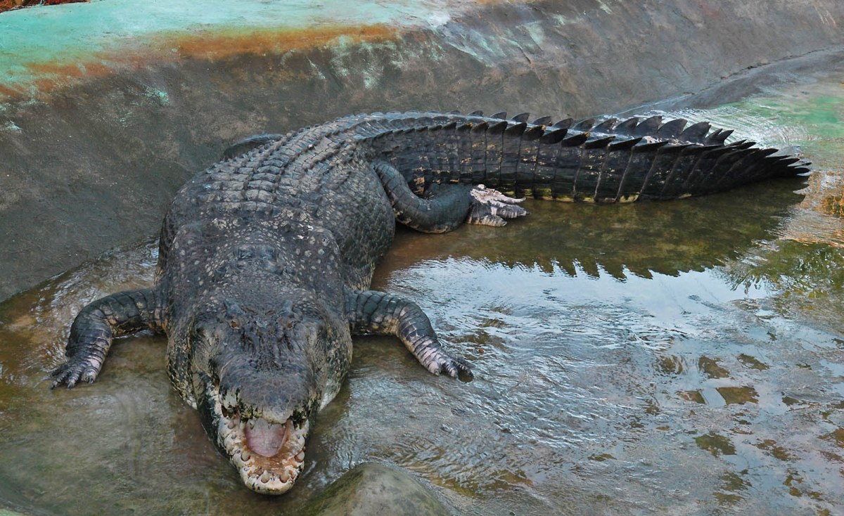 "FULL BODY EXPOSURE". Lolong, the world's largest crocodile in captivity, at 20 feet and 3 inches long. Viewing fee on regular days is P20 for adults and P15 for children but double that price on "special day" when the water in Lolong's pen is at its minimal. and visitors can see Lolong's "full body exposure" at the Bunawan Eco-park in Barangay Consuelo, Bunawan, Agusan del Sur. MindaNews photo by Toto Lozano