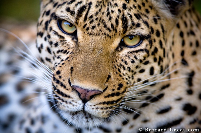 Leopard Stare, Botsawana.