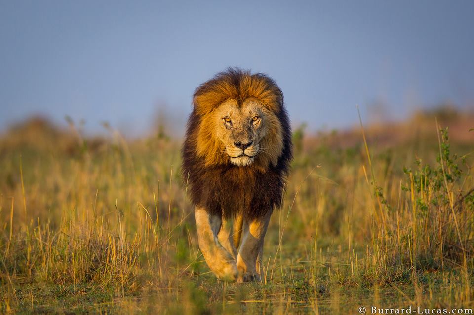 Male lion photographed in Kenya's Masai Mara.
