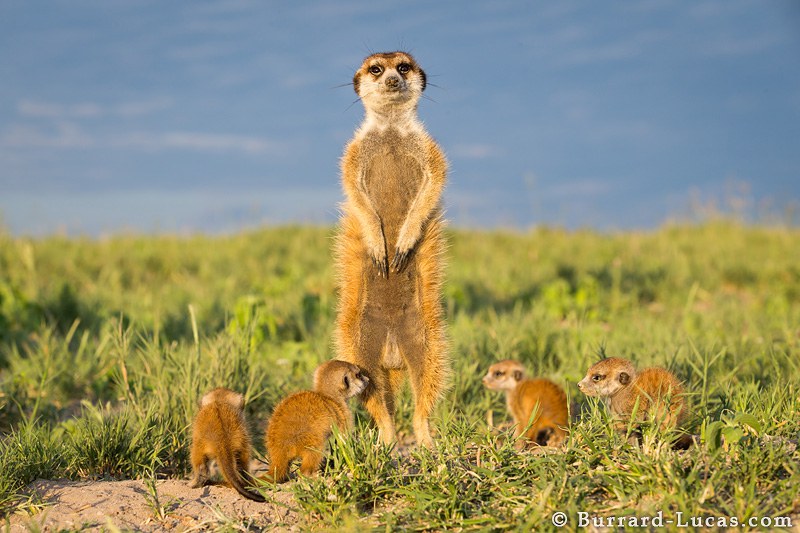 Meerkat Father, Botswana