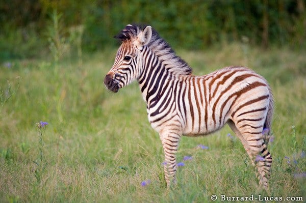 A baby zebra in Okavango, Botsawana.