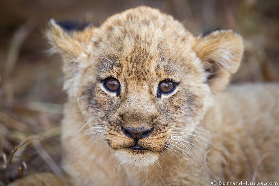 A tiny lion cub photographed in South Luangwa, Zambia.