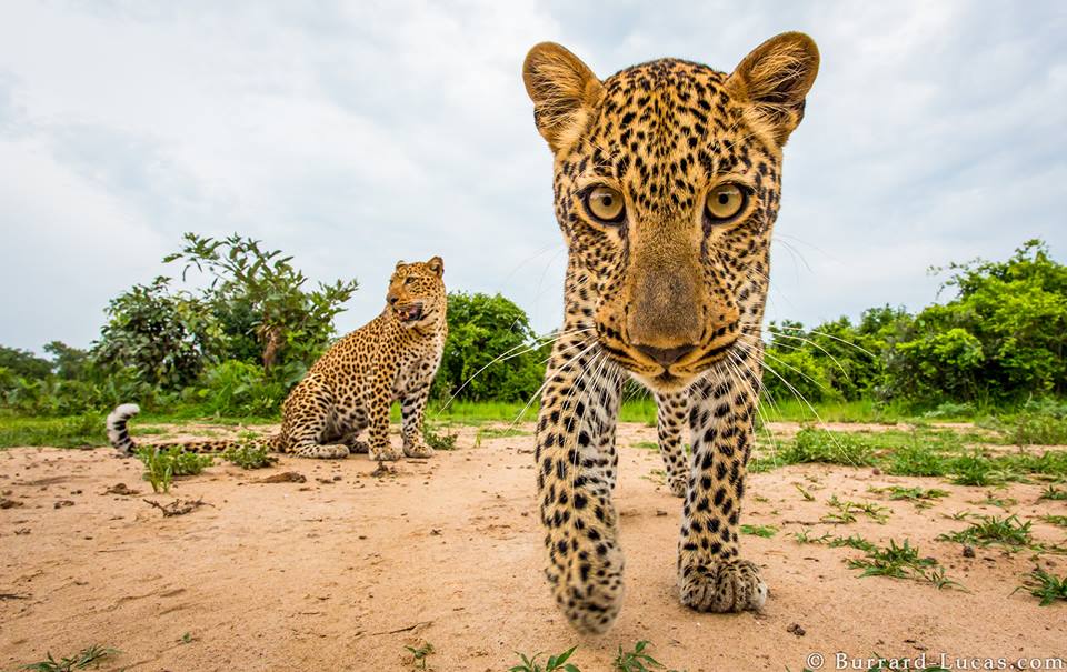 Playful leopard cub, photographed with BeetleCam, South Luangwa, Zambia.