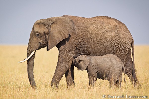 A baby elephant feeding from it's mother. Masai Mara, Kenya.