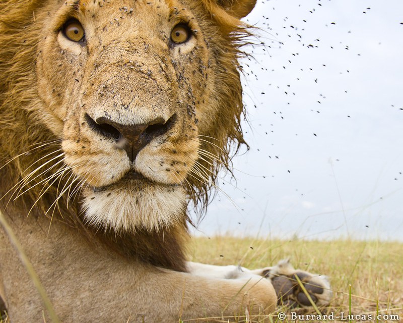 Lion covered with Flies. Masai Mara, Kenya.