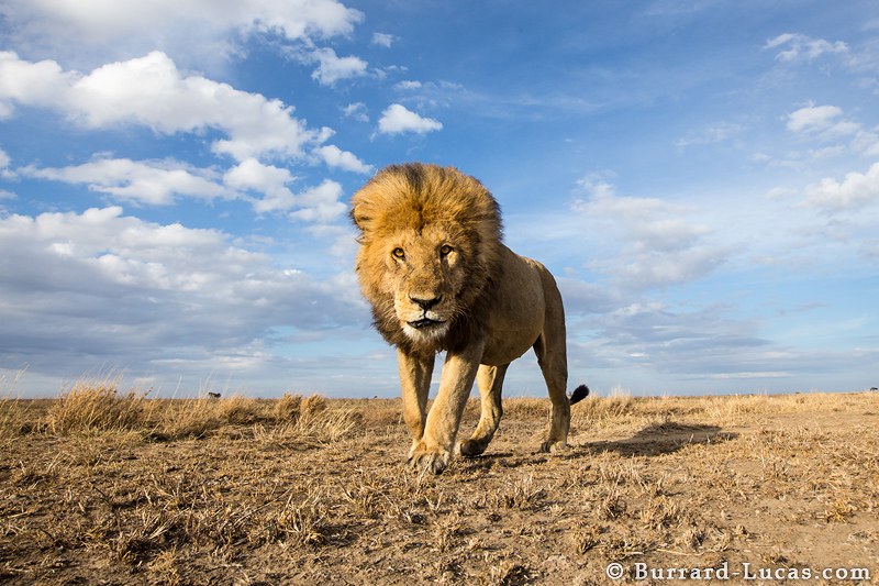 Lions of the Serengeti Naional Park Tanzania.