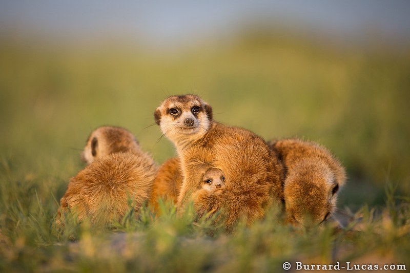 Family of Meerkats, Makgadikgadi Pans, Botswana