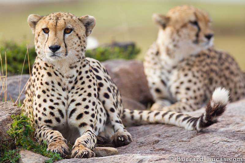 Cheetah on rock.