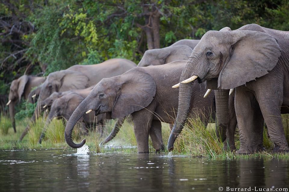A family of elephants drinking from the Zambezi river, photographed from a canoe. Lower Zambezi National Park, Zambia.