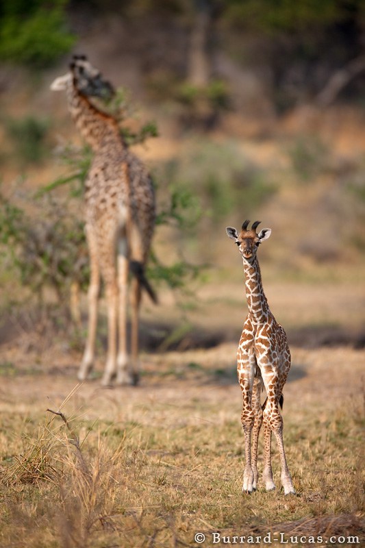 A baby Giraffe with it's mother behind. 