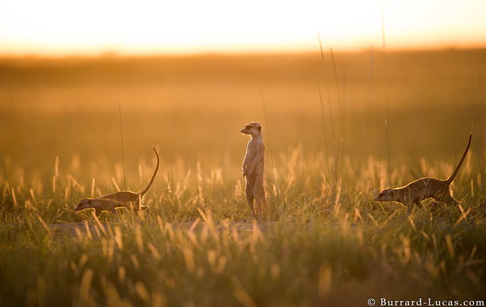 Backlit meerkats on the move, Botswana.
