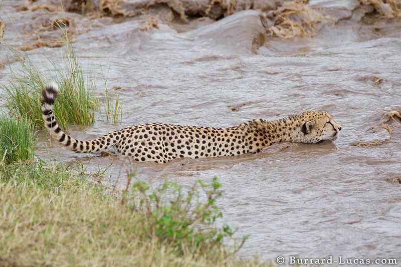 Cheetah flowing in fast water.
