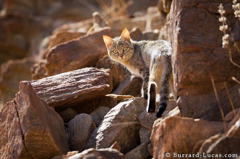 Fierce African wildcat, Namibia. 