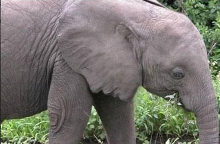 Elephant With Human Ear