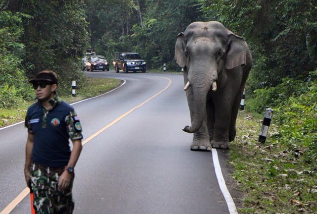 ชาวเน็ตทึ่ง! หมอล็อตเดินนำช้างตกมันเข้าป่า