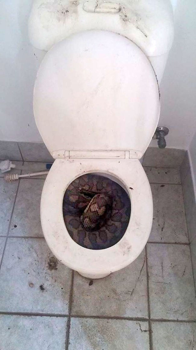 Here is a prime example of why you may not want to use a toilet.