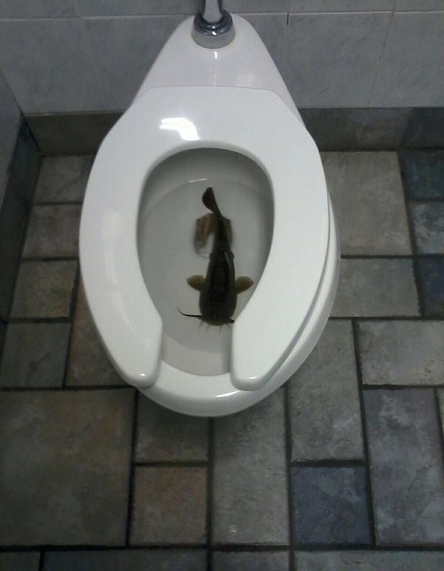 CATFISH ARE FINE BUT NOT WHERE YOU'RE TRYING TO POOP.