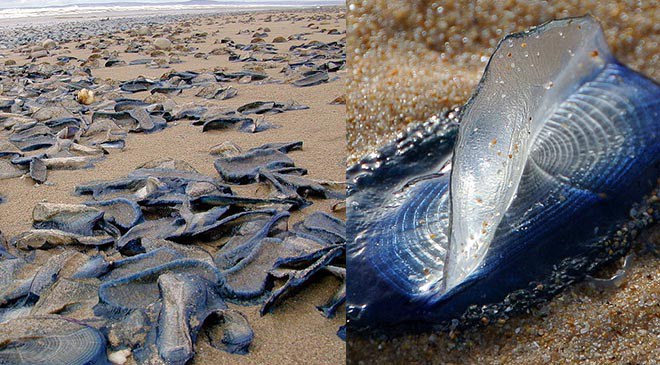 ขยะสีฟ้า