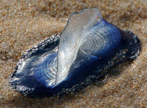 800px-Velella_Sicily_060613