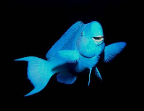 blue-parrot-fish