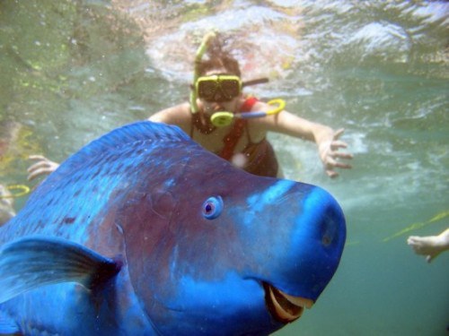 blue-parrotfish-e1446554428575