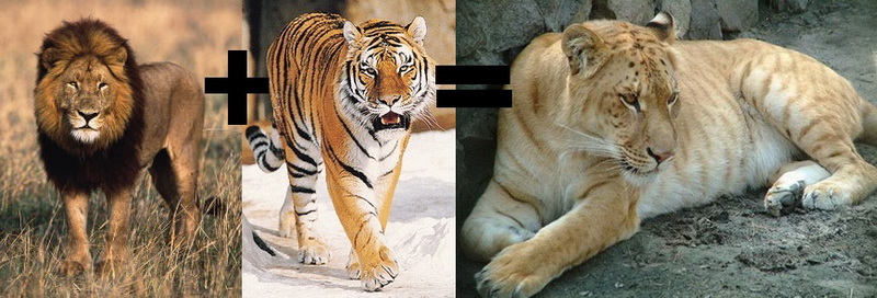 อยากรู้มั้ย !!! ถ้าสิงโตผสมพันธุ์กับเสือมันจะเกิดอะไรขึ้น ?