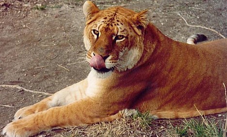 อยากรู้มั้ย !!! ถ้าสิงโตผสมพันธุ์กับเสือมันจะเกิดอะไรขึ้น ?