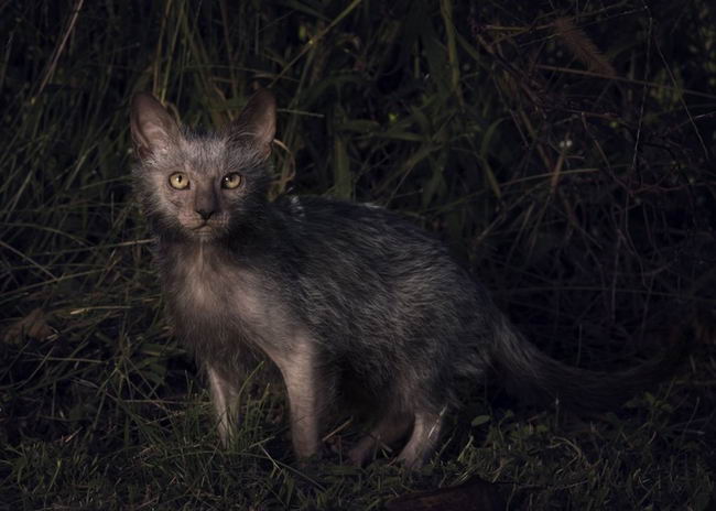 lykoi-cat-03