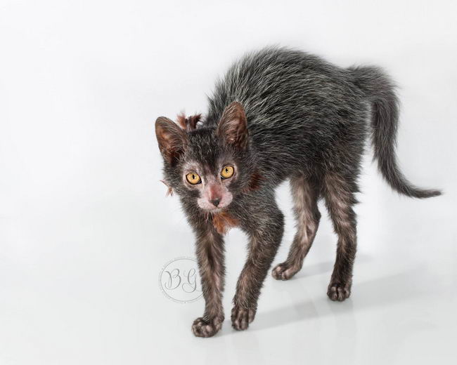 lykoi-cat-04