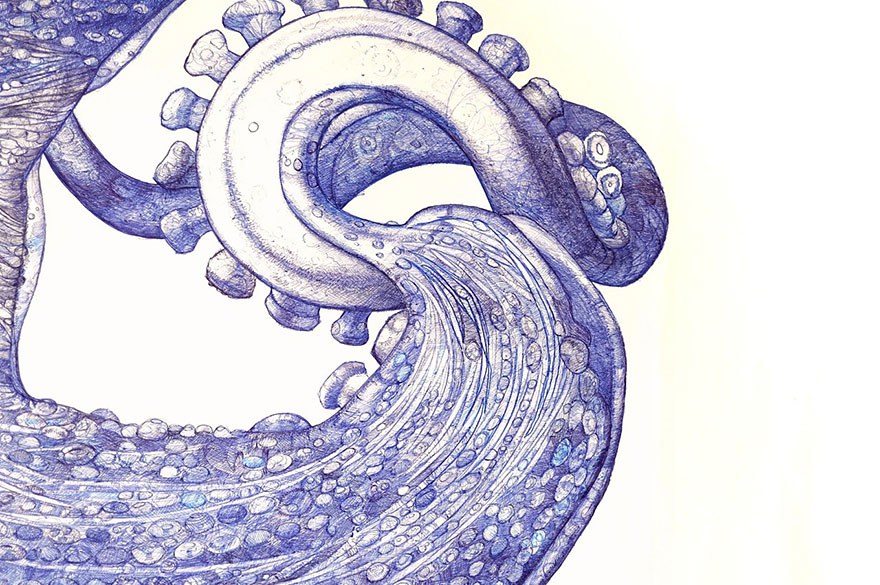 ballpoint-pen-drawing-octopus-raymond-cicin--3